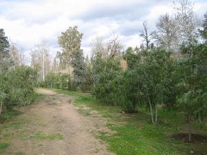 TELAGH LE BOSQUET  04